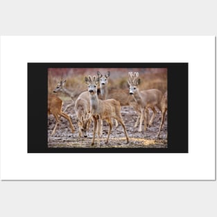 Roe deer family Posters and Art